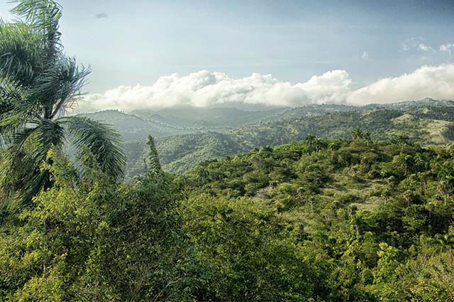 Green Dominican Republic Rainforest