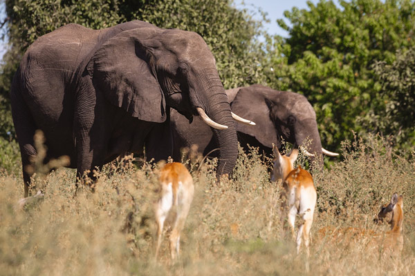 Elephants and antelope at Chobe National Park Botswansa