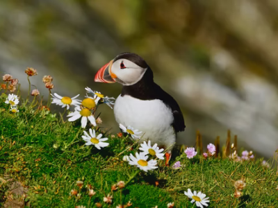 Little shetland puffin bird standing amongst flowers