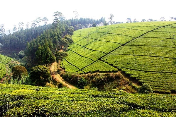 Bandung Tea Plantation West Java