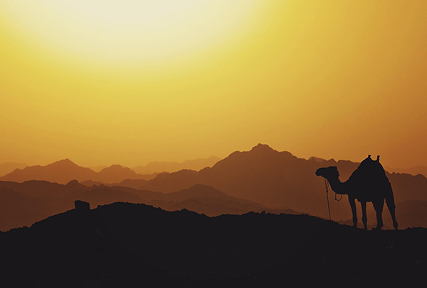 Image of a camel in the Egyptian desert