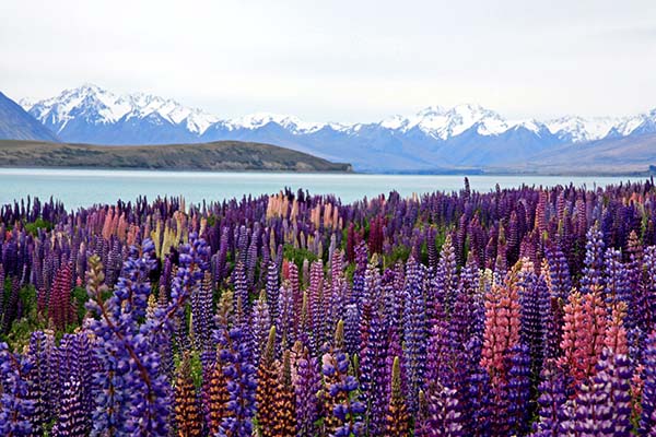 Picture of Lake Tekapo in New Zealand with lavenders