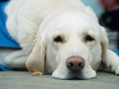 Picture of service dog