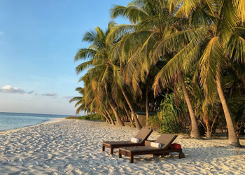 Sandy beach in warm sun with palm trees