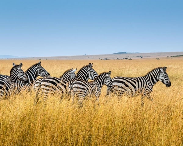Zebras at Maasai Mara National Safari Park